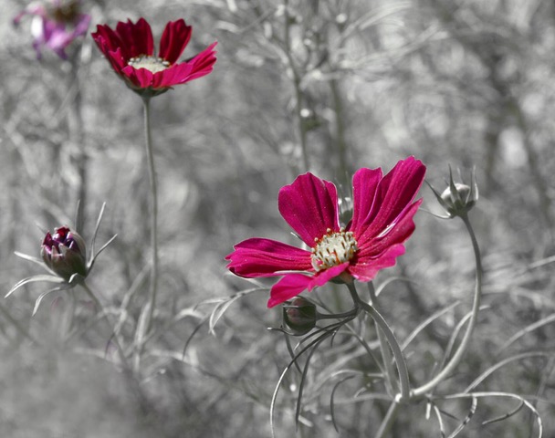 Counselling Oxted, Dr Kimberley Carter, Oxted Psychotherapist, red flowers